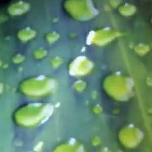 click to see the video